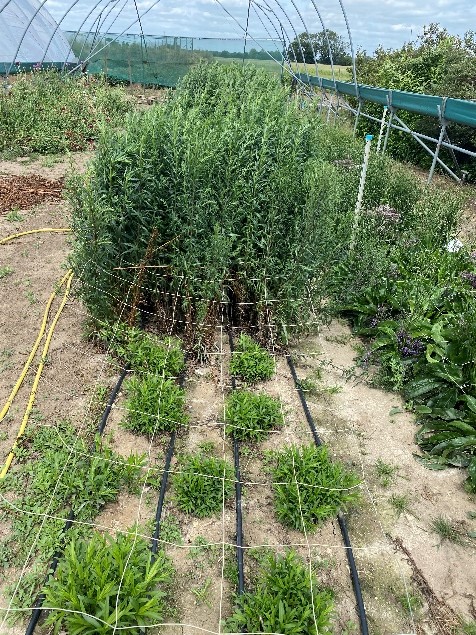 Aster ericoides cut flower trial regrowth after cutting back
